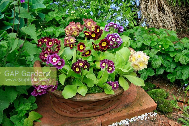 Mixed border Auriculas, Primula auricula growing in a shallow terracotta pan decorated in a basketweave pattern against a backdrop of forget-me-nots.