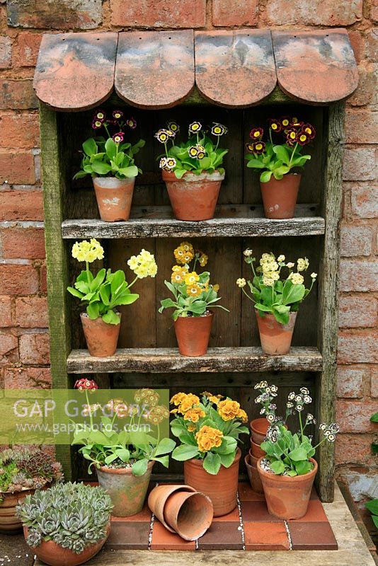 Auricula theatre made from salvaged timber and old roof and quarry tiles. Varieties include Primula auricula 'Bradford City', 'Connaught Court', 'Lord Seye and Sele', 'Sirius', 'Brownie', 'Shaun' and 'Merlin Stripe'