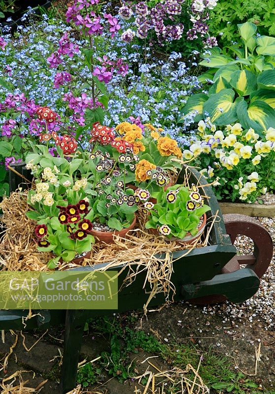 Choice Auriculas showcased in a wooden wheelbarrow on a brick path with the terracotta pots packed around with straw to hold them steady and honesty, Violas, forget-me-nots and hostas as a backdrop. 