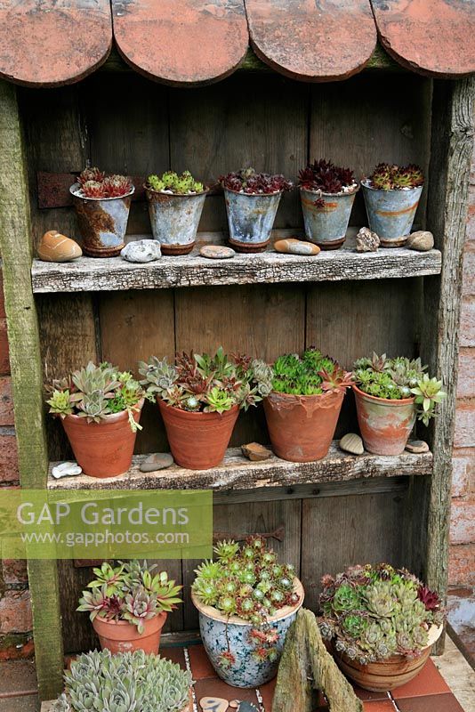 Houseleek collection, Sempervivum growing in metal and terracotta pots in a tiered display theatre made from weathered timber and salvaged roof tiles.  