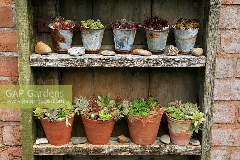 Houseleek collection, Sempervivum growing in metal and terracotta pots in a tiered display theatre made from weathered timber.  