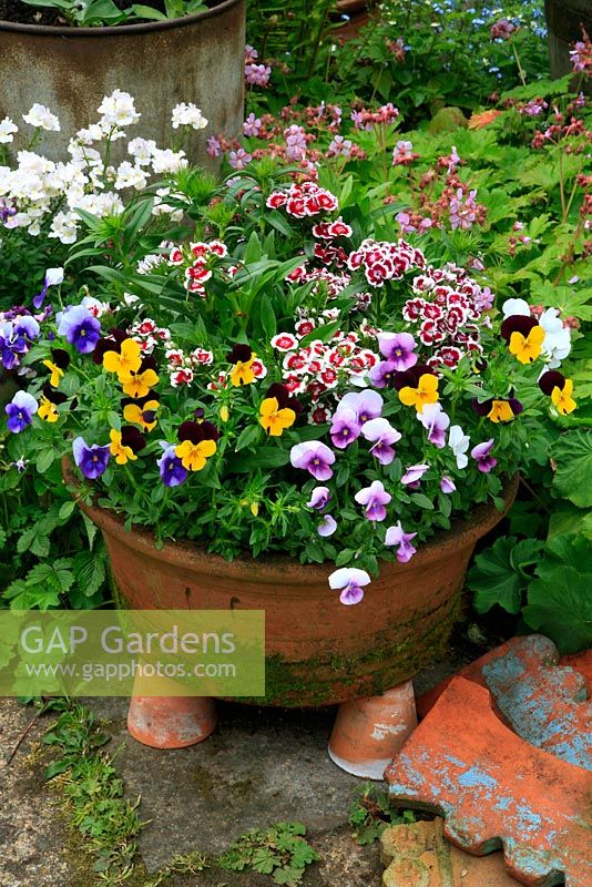 Dwarf Sweet Williams and mixed Violas growing in a wide terracotta pan colonised by moss and stood up on smaller pots to aid drainage and add prominence. June. West Midlands
