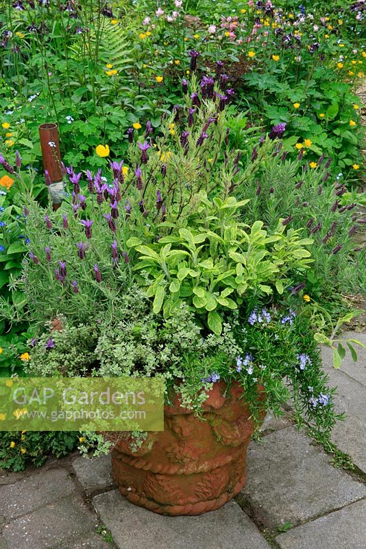A terracotta pot from Whichford Pottery brimming with herbs in front of a border with self sown planting. Lavandula 'Fathead', variegated thyme, Variegated sage - Salvia officinalis 'Icterina' and prostrate rosemary - Rosmarinus officinalis Prostratus Group. June. West Midlands 