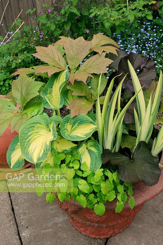 Five bold foliage plants growing in a decorated terracotta pot, chosen for their contrasts in colour, form and texture. Epimedium, Ligularia 'Britt Marie Crawford', Iris pseudacorus 'Variegata', Rodgersia podophylla and Hosta 'Great Expectations'. June. West Midlands