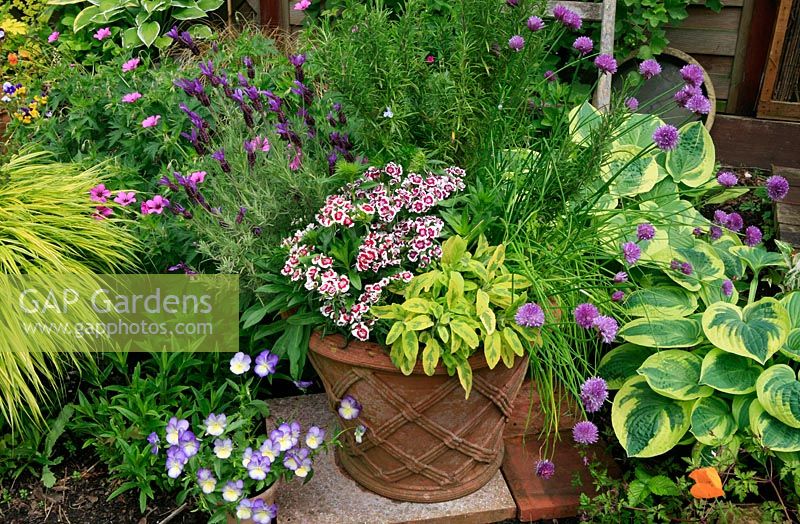 Cottage garden favourites including herbs and Geranium 'Patricia' in a border and basketweave, frostproof terracotta pot. Dwarf Sweet Williams, variegated sage, Salvia officinalis 'Icterina', Chives in flower, Allium schoenoprasum, Lavandula 'Fathead' and Rosemary, Rosmarinus officinalis, Viola Susie' at the base and a backdrop of Hosta 'Wide Brim'. June. West Midlands