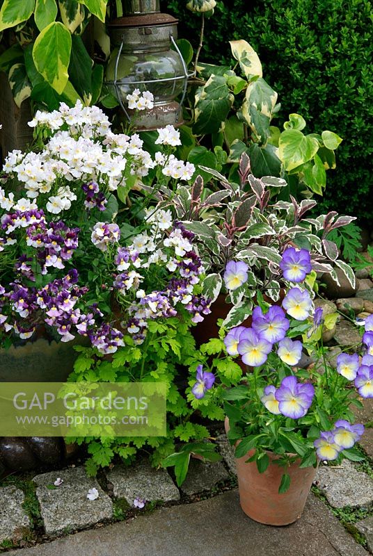 Soft tones of yellow, pink and purple in a container display  for late spring and summer. Scented Nemesia 'Lady Vanilla' and 'Berries and Cream' with Viola 'Suzie', variegated sage, Salvia officinalis 'Tricolor' and self sown golden leaved feverfew in a crack in the paving. June. West Midlands 