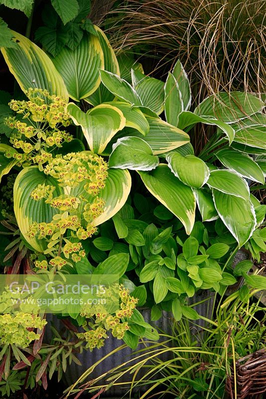 Choice foliage and flowers for shade in spring and summer growing in and around an old galvanised Dolly washing tub. Hosta montana 'Aureomarginata' underplanted with Uvularia grandiflora and Euphorbia x martini 'Ascot Rainbow' flowering in the foreground with Bowles's golden sedge, Carex elata 'Aurea'.