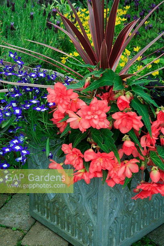 Well chosen, contrasting plants for summer effect growing in a grey decorated fibreclay container. Cordyline 'Pink Passion' with Lobelia 'Bella Donna' and Begonia 'Cherry Bon Bon'.