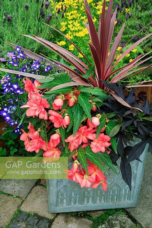 Well chosen contrasting plants to give interest from foliage and flower in the summer growing in a grey decorated fibreclay container. Cordyline 'Pink Passion' with Lobelia 'Bella Donna', Begonia 'Cherry Bon Bon' and Ipomoea 'Blacky'.