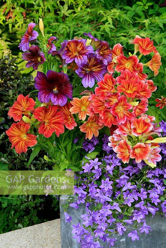 Salpiglossis 'Royale Mixed' growing in a grey cube container with Campanula portenschlagiana to spill over the edge. 