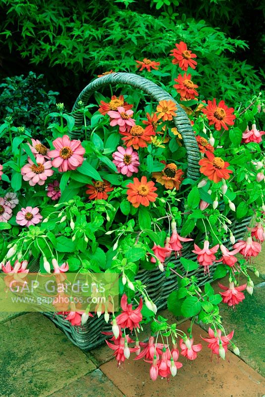 Summerlong colour from Zinnia 'Zahara Mixed' and trailing Fuchsia 'Blazeaway' growing in a hessian lined wicker basket stood on a tile topped table. 