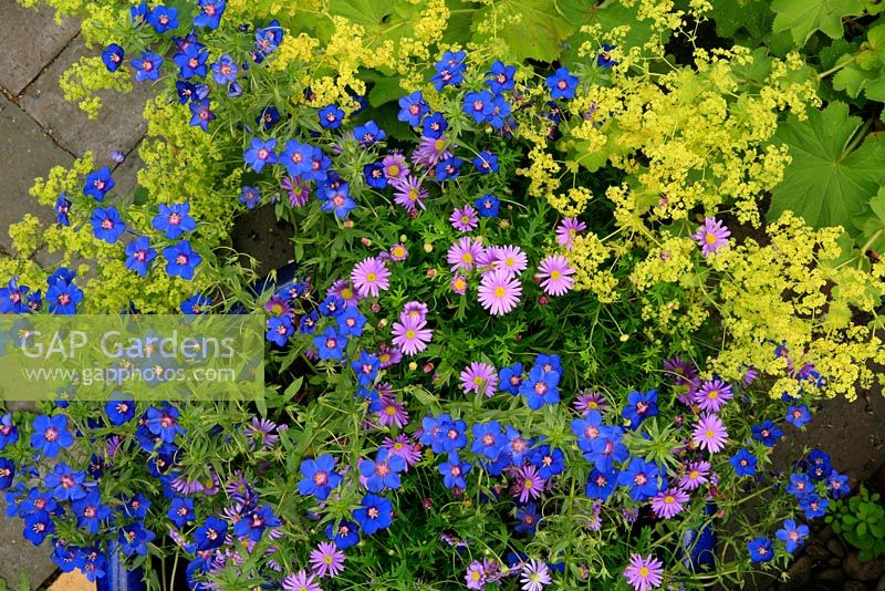 Brachycome 'Brasco Violet' with Anagallis 'Sky Lover' spilling out of a large blue glazed bowl across paving and a clump of Alchemilla mollis.
