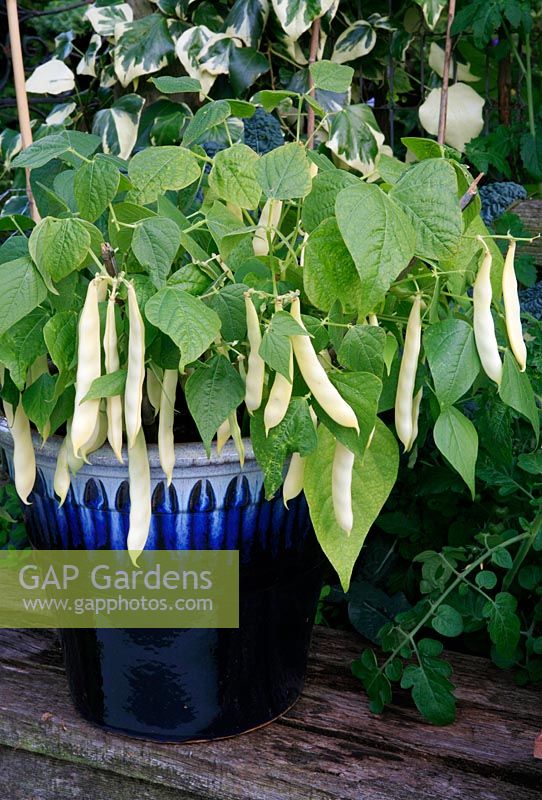 Yellow podded dwarf bean 'Capitano' growing in a blue glazed container raised up on a bench for easy picking.