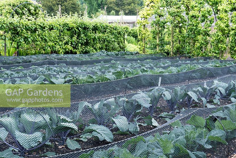 Rows of cabbages grown under fine netting to keep off the pigeons. Cabbage Deadon in the foreground with Cabbage Rodeo behind it.