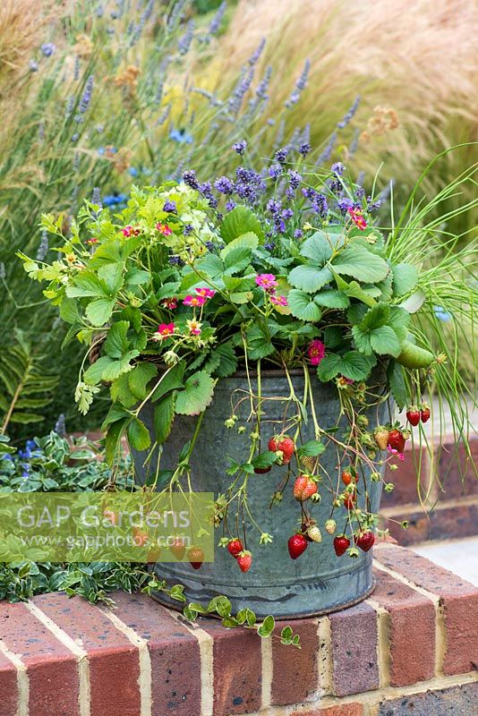 Grown in a galvanised bucket, Strawberry 'Tarpan' bears a steady supply of bright pink flowers and sweet fruit.