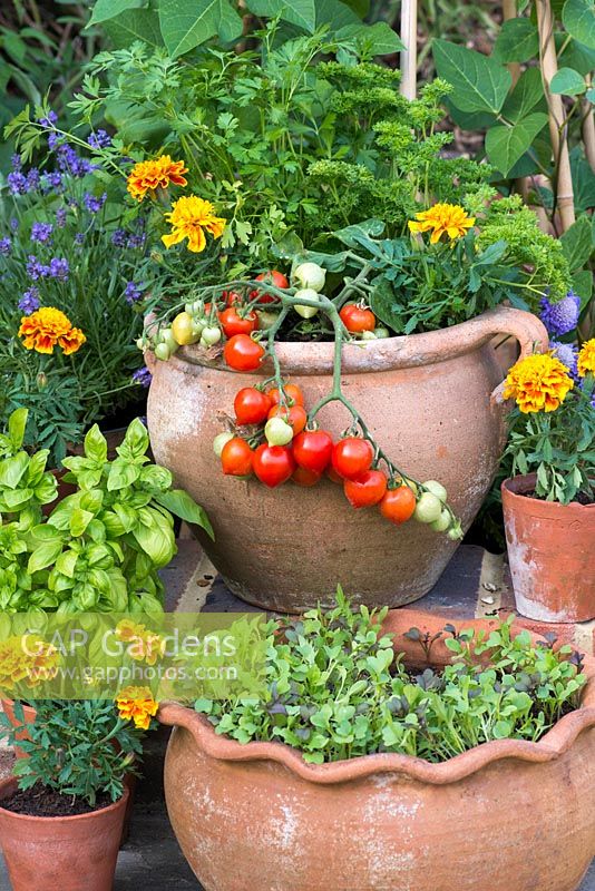 Pot of ripe Tomato 'Heartbreaker', French marigolds, moss curled parsley and French parsley. Below, pots of seedling salad leaves. On left, basil and lavender.