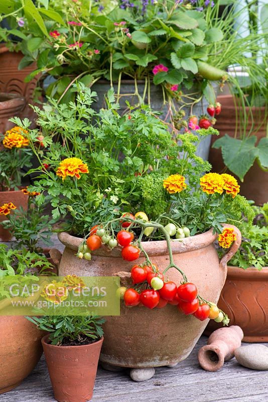 Pot of Tomato 'Heartbreaker', French marigolds and parsley. Behind, bucket of strawberries.