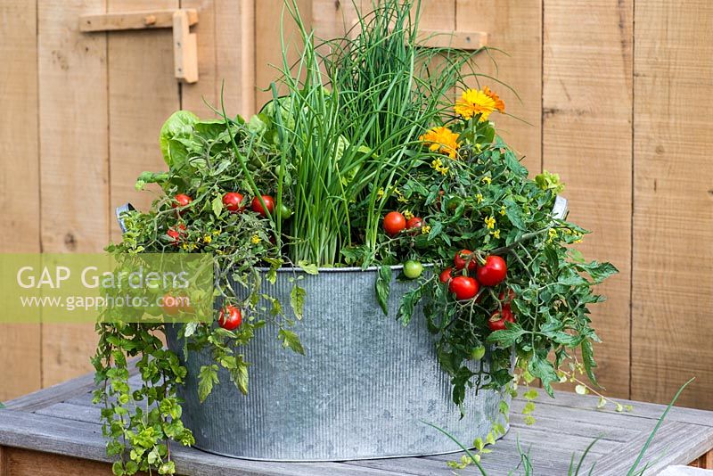 A recycled galvanised metal wash tub planted with spring onions, cos lettuce, Tomato 'Losetto' and marigolds, Calendula officinalis, a companion plant to deter whitefly from tomatoes.