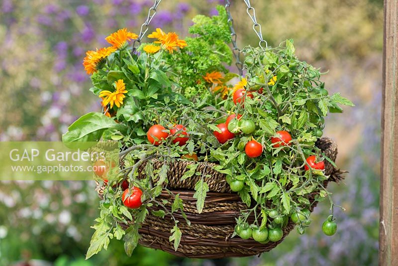 A hanging basket planted with tomato 'Losetto', French marigolds and parsley.