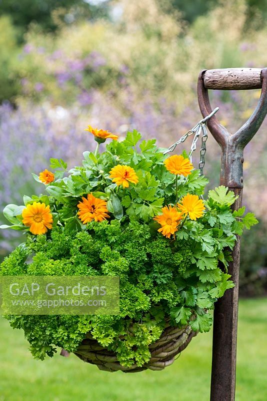 A hanging basket with curly leaved and Italian parsley with French marigolds suspended from an old garden fork.