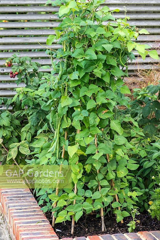 Runner beans, grown in a raised bed and trained up a cane wigwam.