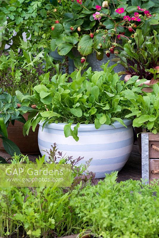 Container of rocket, amongst pots of salad leaves, cress and strawberries. Terracotta pot painted with stripes using blue and white emulsion paint.
