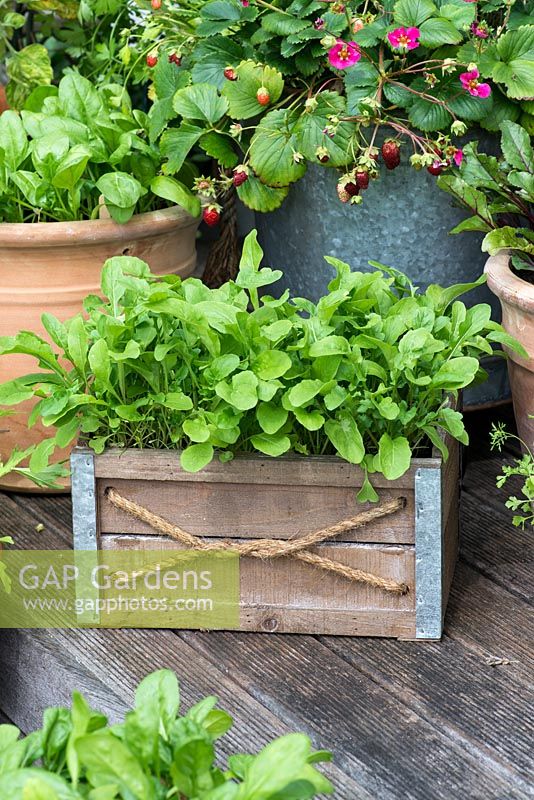 A vegetable and fruit container garden with rocket leaves and strawberries.