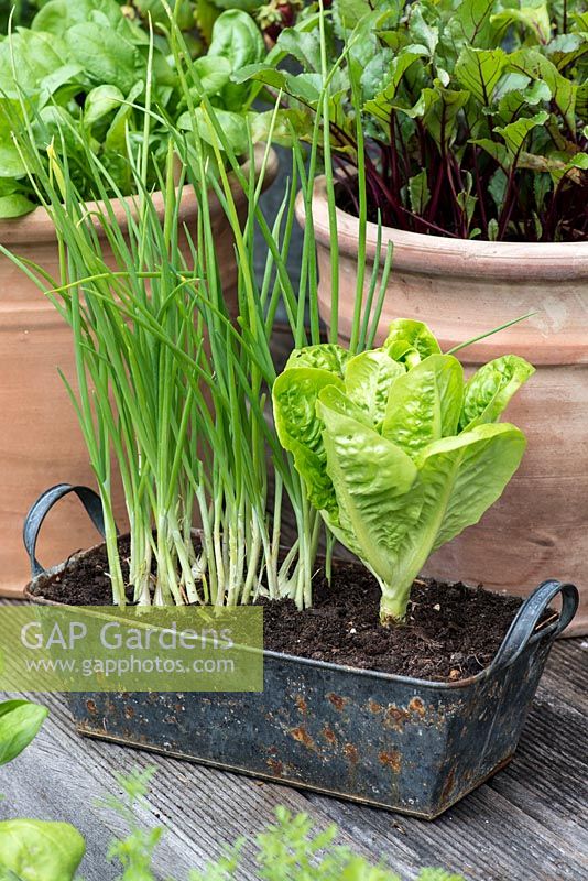 A recycled metal container planted with spring onions and Cos lettuce.