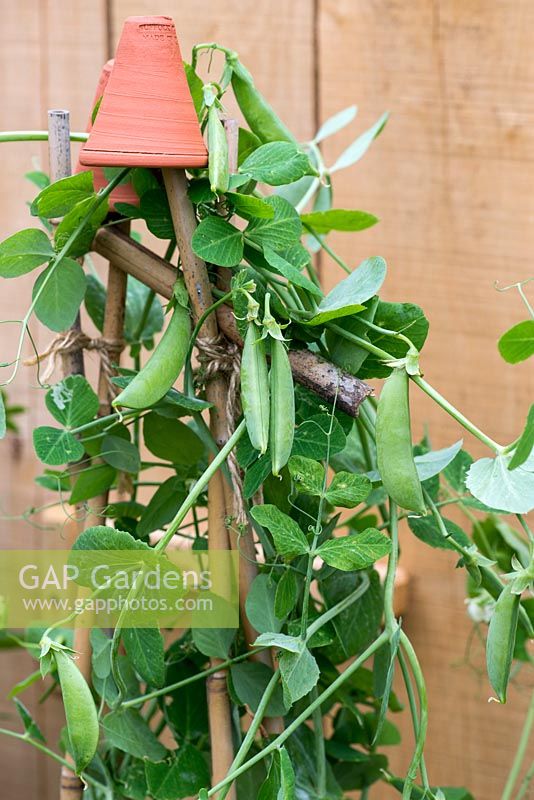 Mange tout, peas, growing on a cane wigwam support with a terracotta cane topper.