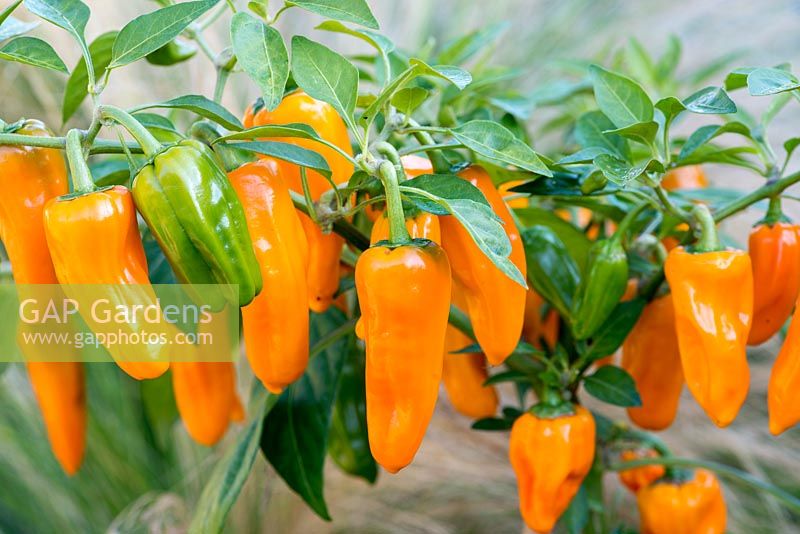 Capsicum - Chilli Pepper 'Cheyenne', a compact, multi-branching variety bearing masses of orange chillies from midsummer until first frosts. Fairly hot, measuring 40,000shu - Scoville heat units