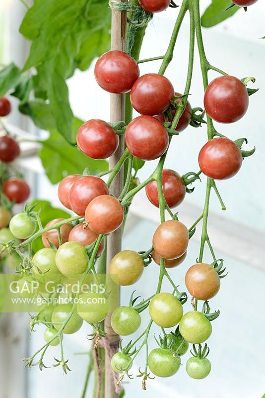 Solanum lycopersicum 'Rosella' - Cherry tomato, syn. Lycopersicon esculentum. Growing in greenhouse  