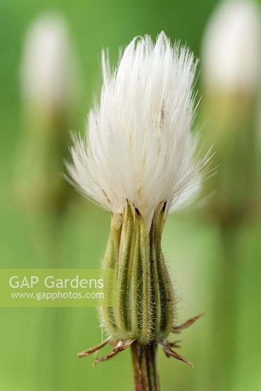 Crepis rubra - Pink dandelion seed head