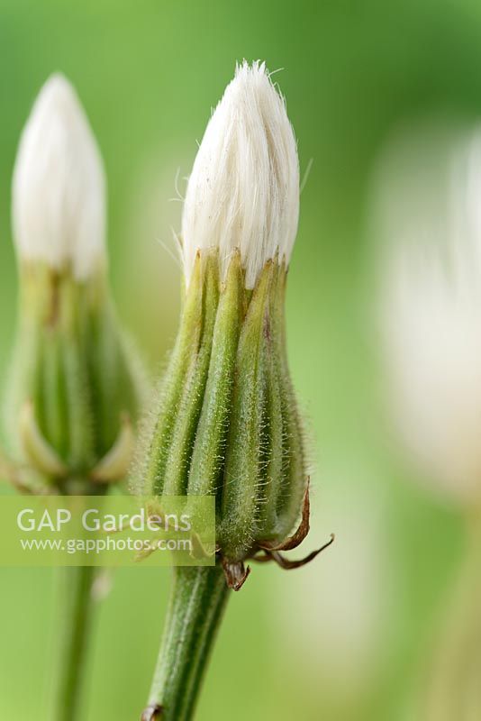Crepis rubra - Pink dandelion Seed heads  