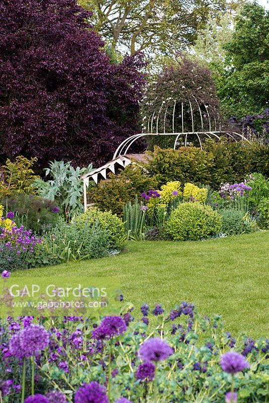 A family garden with lawn, arbour covered with Clematis montana 'Elizabeth', purple prunus tree and borders filled with tough plants including Allium 'Purple Sensation', Erysimum 'Bowles Mauve', Cerinthe major 'Purpurascens', Euphorbia characias subsp. wulfenii, catmint and Box.