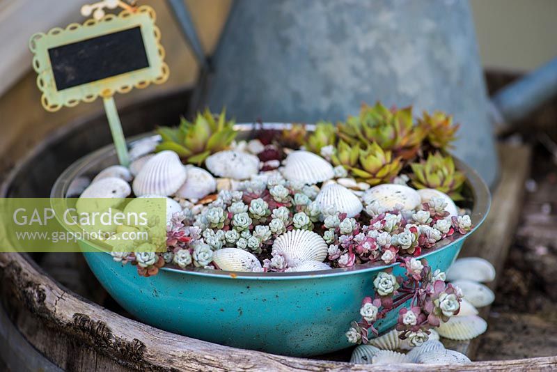 An upcycled metal bowl planted with succulents and decorated with sea shells.