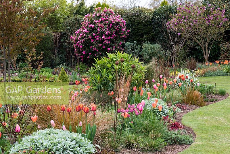 A colourful spring garden with mixed border of tulips and ornamental grasses, Camellia and Magnolia.