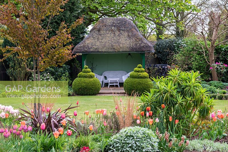 A spring garden with mixed border of tulips, Cercidiphyllum japonicum, Euphorbia mellifera and ornamental grasses, in front of topiary box and a thatched summer house.