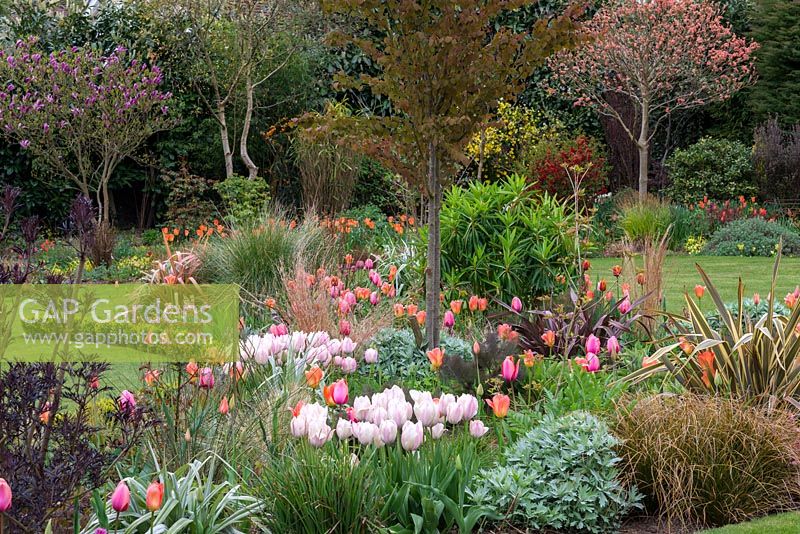 A colourful spring garden with mixed border of tulips, ornamental grasses, Phormium, Cercidiphyllum japonicum, Euphorbia mellifera with Acer and Magnolia trees behind. Large clump of pale pink Tulipa 'Salmon Van Eijk'.