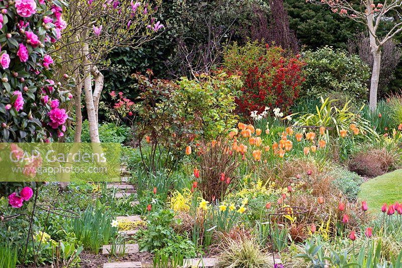 A colourful spring garden with mixed border of tulips, daffodils and ornamental grasses.