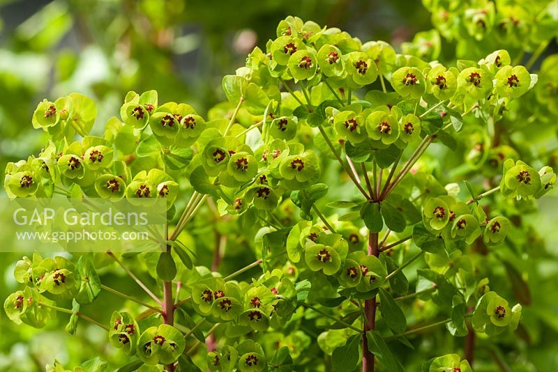 Euphorbia x martinii 