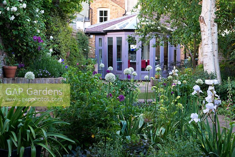 View over central sunny bed planted with purple and white alliums 'Purple Sensation' and 'Everest', Mathiasella burpleuroides 'Green Dream', peonies and Iris 'Jane Phillips'. On left wall, roses. On right, silver trunks of birch. Behind, terrace and new garden room built on rear of house.