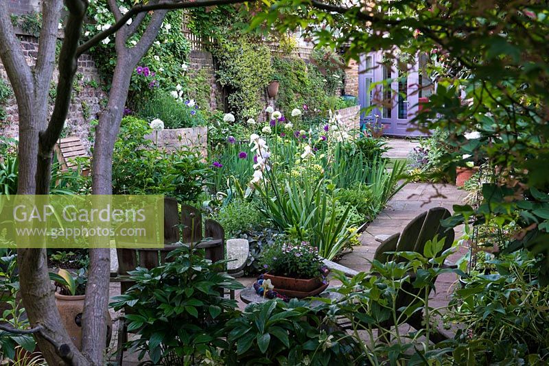 View  beneath canopy of Japanese maple over hellebore leaves and wooden seats, with pot of violas between. Central sunny bed planted with purple and white alliums  'Purple Sensation' and 'Everest', Mathiasella burpleuroides 'Green Dream', peonies and Iris 'Jane Phillips'. On left wall, climbing roses. Behind, terrace and new garden room built on rear of house.