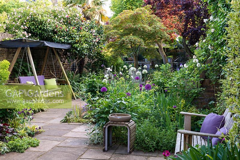 A swing seat sits below pink camellias and Rosa 'Paul's Himalayan Musk'. On right, sunny bed planted with purple and white alliums, scabious, peonies, Mathiasella burpleuroides 'Green Dream' and Iris 'Jane Phillips'. On right wall, climbing roses. Behind, Japanese maple and red-leaved ornamental cherry.