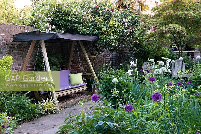 Swing seat sits below pink old camellias and Rosa 'Paul's Himalayan Musk'. To right, sunny bed planted with purple and white allium, peonies, Mathiasella burpleuroides 'Green Dream' and bearded irises. Behind on right, mature Japanese acer hangs over wooden seats.