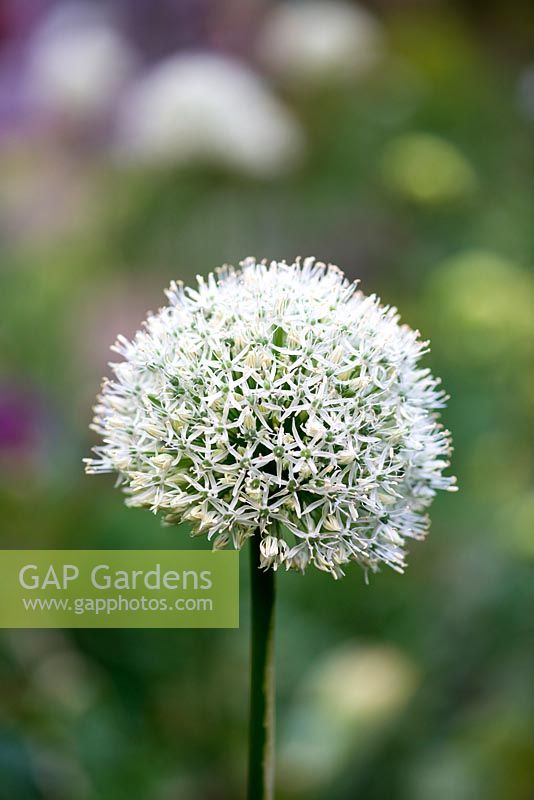 Allium 'Mount Everest', ornamental onion, a 1.2 metre high bulb flowering in late spring and early summer.