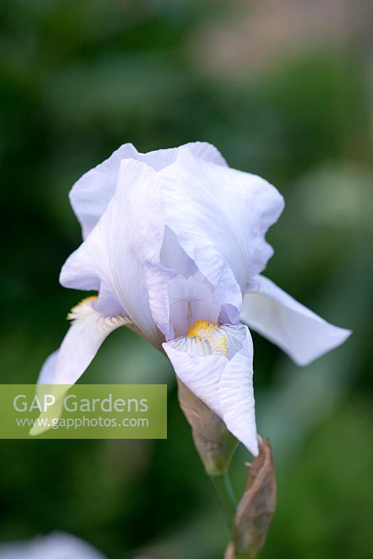 Iris 'Jane Phillips', a bearded iris flowering in May.