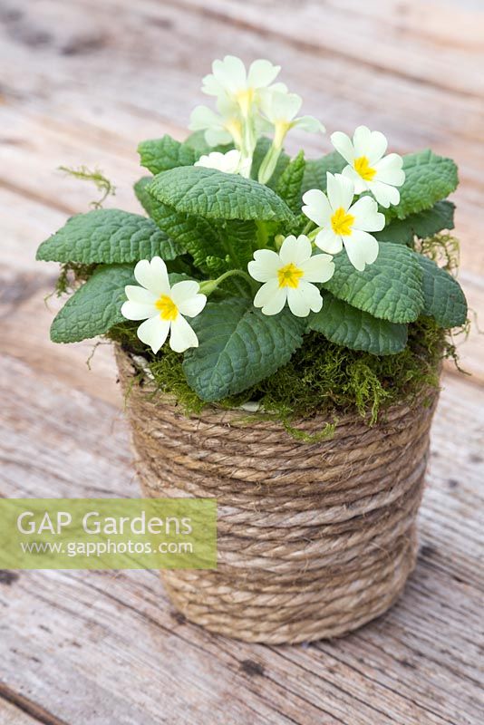 A plain pot revamped by applying decorative rope to the exterior. Potted with Primula vulgaris