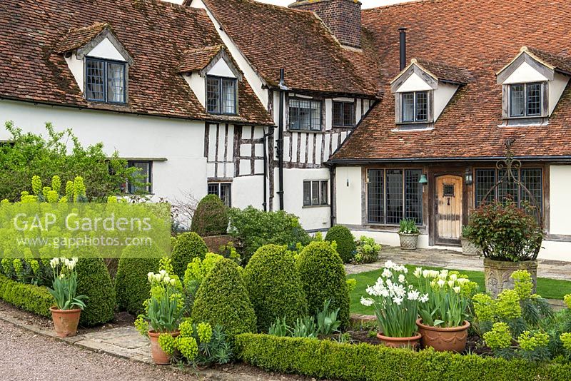 The front garden at Alswick Hall, a listed Tudor house, planted with topiary box, euphorbia and Tulipa 'Spring Green' in terracotta containers.
