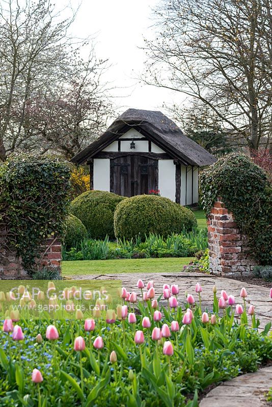 A border with Tulipa 'Ollioules' underplanted with forget-me-nots, with a view to a thatched pool house.