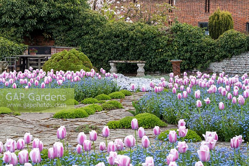 An informal parterre with Tulipa 'Ollioules' underplanted with forget-me-nots.